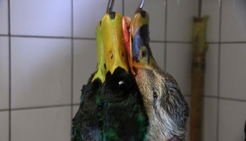 Eine Wildente